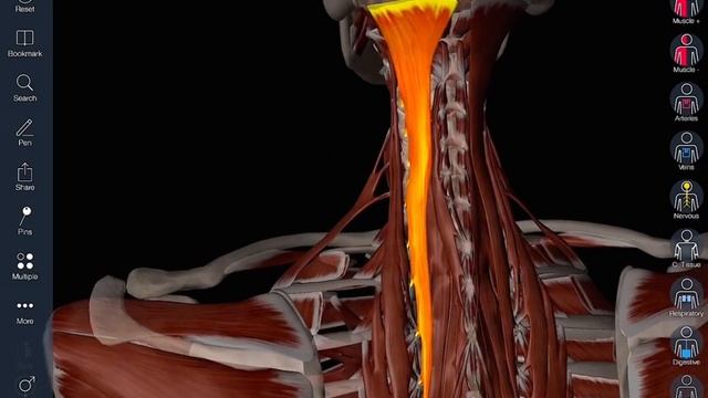 Selecting Structures - Essential Anatomy 5 Tutorial