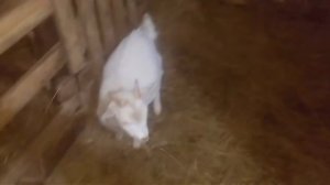 Вес козленка в 2 месяца, как взвесить козленка