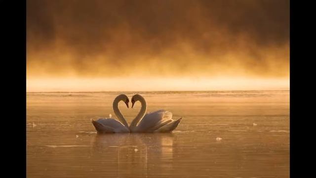 ЭТО ЛЮБОВЬ ВЛЮБЛЁННЫЕ СЕКРЕТНО А ТЫ ЛЮБИШЬ? смотреть онлайн