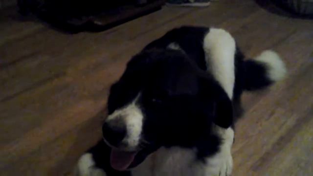 Щиночик смотреть онлайн