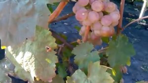 Сорт винограда фламинго урожай 2015