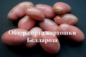 Обзор сорта картошки Беллароза