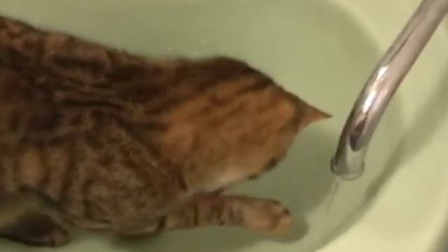 Кошка Маруська смотреть онлайн