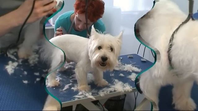 Стрижка под машинку Вест Хайленд Уайт Терьер