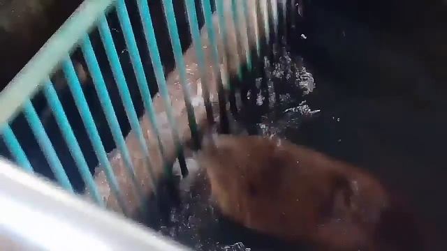 Прикольные видосы про бобров смотреть онлайн