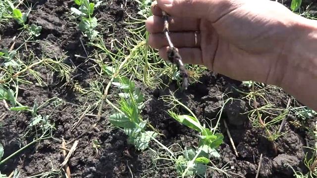 Агритокс. Гербицидный эффект на горохе (25.05.2018)