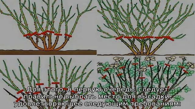 Роза Вау смотреть онлайн