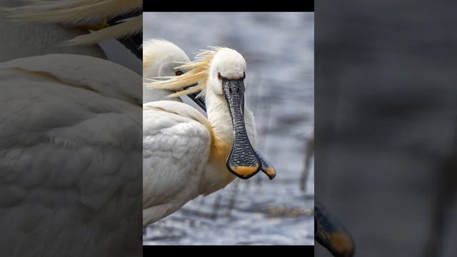 птица колпица смотреть онлайн