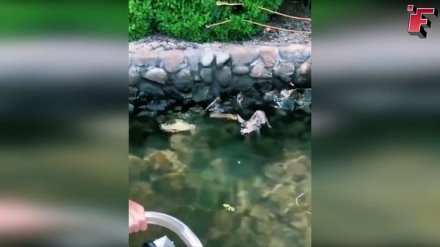 Посмотрите, что Бывает, Когда Животные Просят Помощи у Людей ч.14