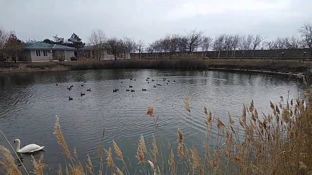Счастливцево,водоем.Экспрес. смотреть онлайн