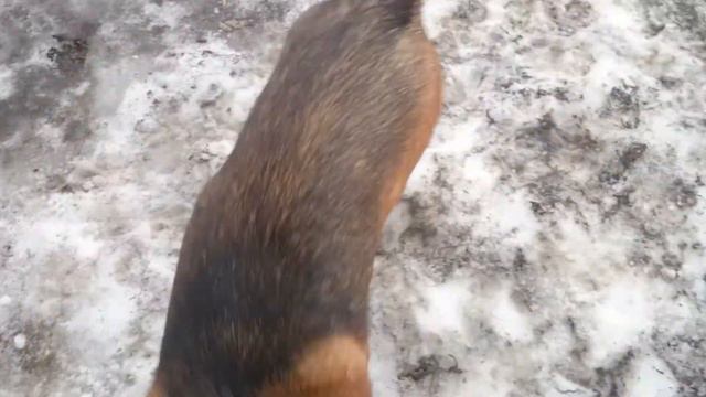 Гончие и спаниель