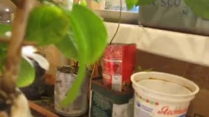 Опыление комнатного лимона .