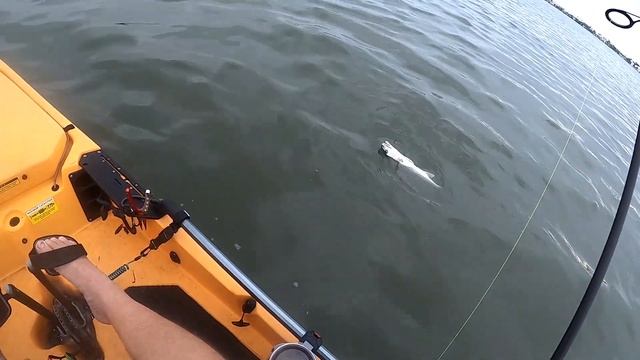 Use this lure to catch anything in the bay смотреть онлайн