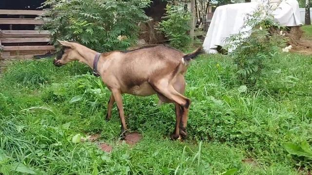 Альпийская коза Ассоль смотреть онлайн