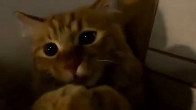 Улётное Видео Смешные Животные Ржач смотреть онлайн