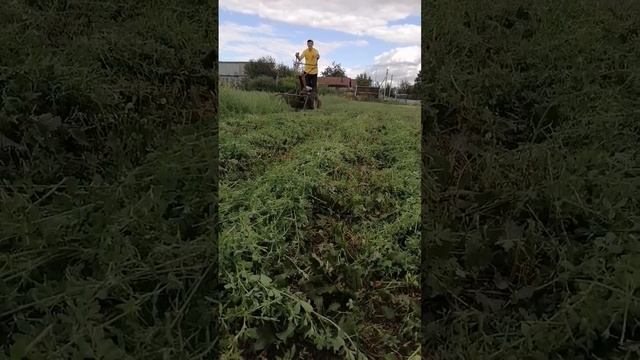Скашивание люцерны за вторым разом. #деревня #мотоблок смотреть онлайн