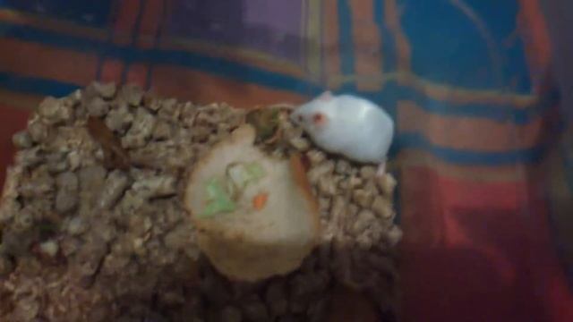 Эти забавные животные. Мышка боится щекотки смотреть онлайн