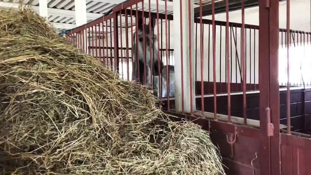 ЛУЧШИЙ ДЕНЬ В ЖИЗНИ 🐴 STABLE VLOG смотреть онлайн