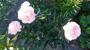 Пион "Pietertje Vriend Wagenaar" в моем саду!