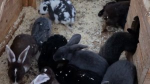 «МЫ НЕ ИГРУШКИ! ПАРК ЛЬВОВ ЗЕМЛЯ ПРАЙДА» — Выпуск о человеческой жестокости в отношении животных.
