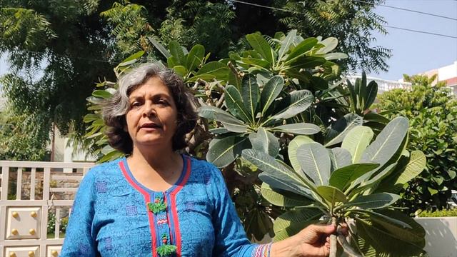 Multiply Plumeria easily with cuttings смотреть онлайн