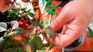 Осеннее черенкование бальзамина