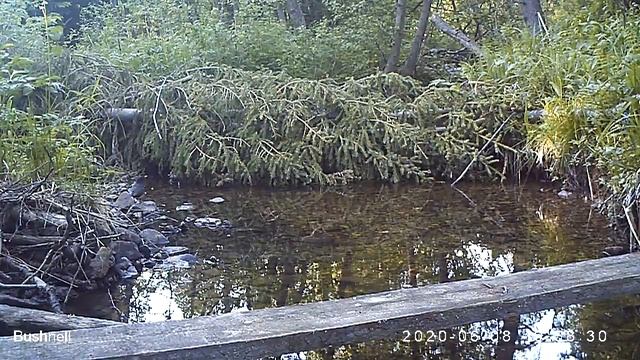 Чёрный дрозд, самец 08 06 20 смотреть онлайн