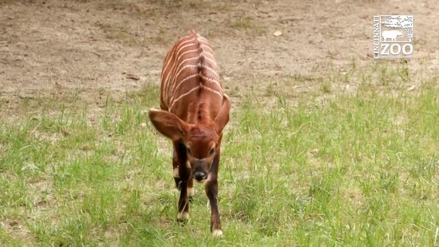 Baby Bongo Out for the First Time - Cincinnati Zoo смотреть онлайн