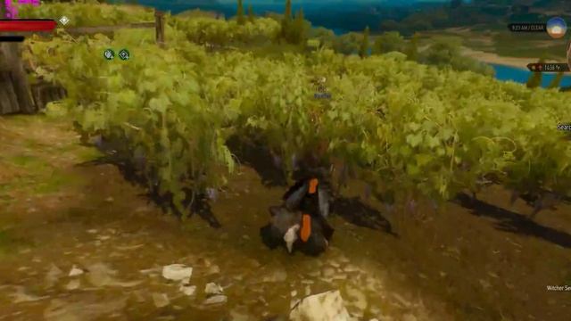 The Witcher 3 | 1080 Ti - Aorus Xtreme - 3440 X 1440 X34 Acer Predator - Benchmark - Temps And FPS