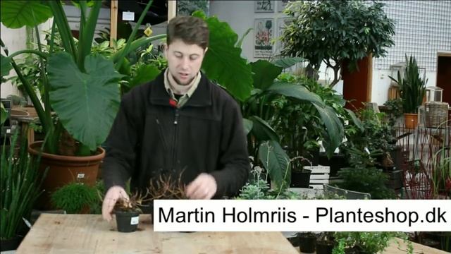 Kranstop 'Crispa' Stephanandra incisa 'Crispa' i 10½ cm potte смотреть онлайн