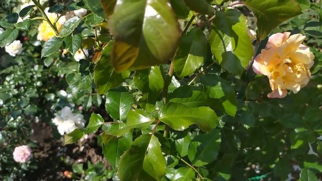 Розы полное разочарование. Убрала из сада и не жалею. смотреть онлайн