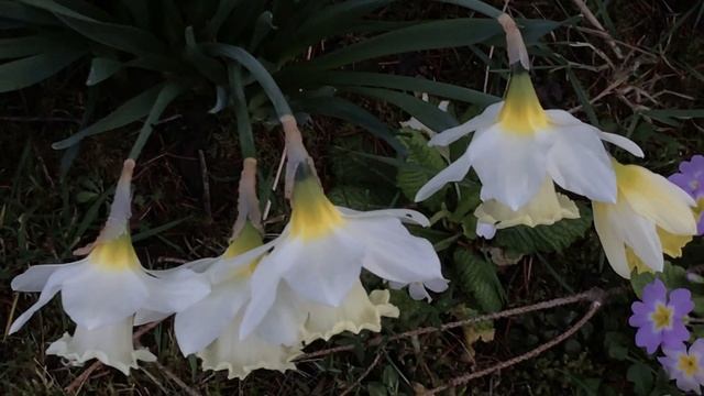 Jonquille à grande couronne 'Ice Follies' 'Narcissus Mount Hood' La teinture nuptiale смотреть онлайн