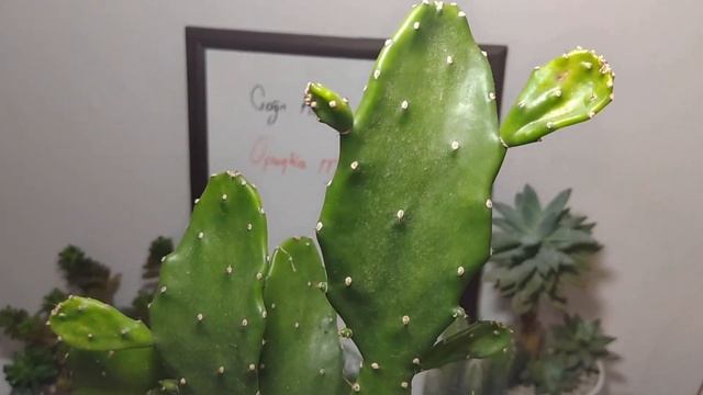 Opuntia Monacantha Kaktüs Bakımı (Opuntia Monacantha Cactus Care) смотреть онлайн