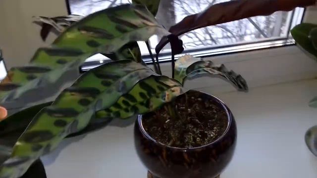 55. Остатки от 'Орхидейного окна', состояние реанимашек. смотреть онлайн