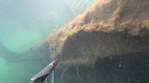 Подводная охота в Челябинской области. #spearfishing