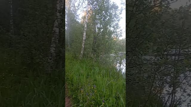 #природа #озеро #новгородская #семья #рыбалка #рыбак #сбортрав #травник #любовь #отношения #деревня смотреть онлайн