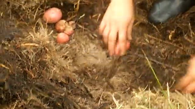 Выращивание картошки в сене-соломе (неудачный опыт) смотреть онлайн