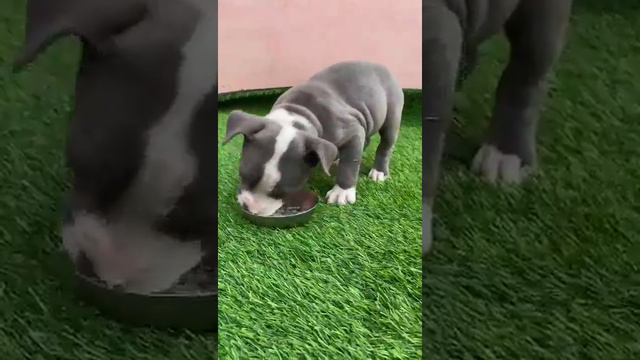 American Pitbull puppy in affordable price pets zoo Show quality смотреть онлайн