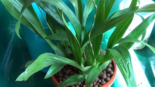 Oncidium Sharry Baby - Repotting to a self watering pot смотреть онлайн