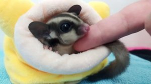 Белка летяга (Сахарный поссум)