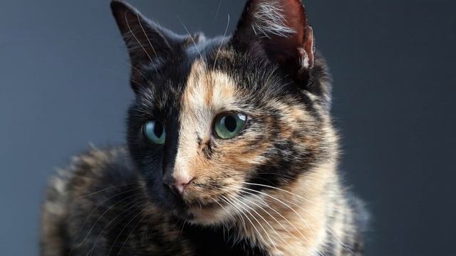 Tortoiseshell Cat 101 - Everything You Need To Know About Tortie Cats смотреть онлайн