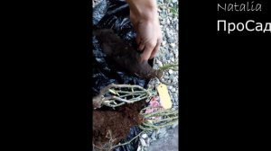 Вторая посылка с розами из" Оптхоз". Мои впечатления о магазине.