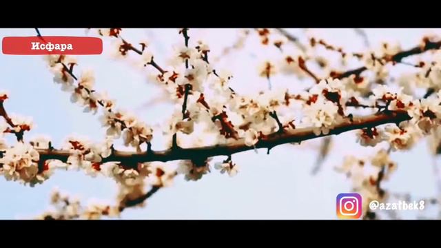 Исфара | Isfara ❤️