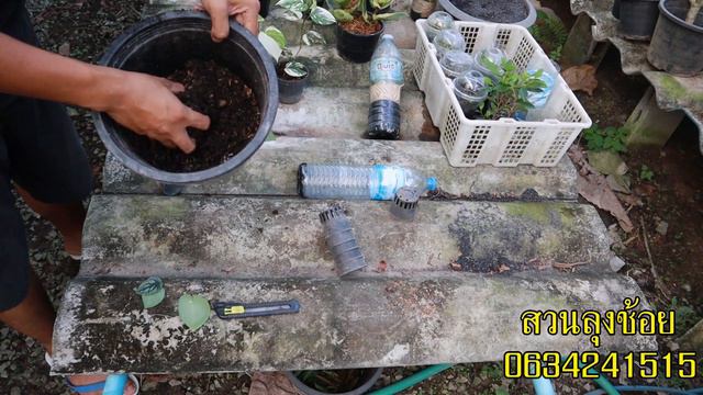 เทคนิคการขยายพันธุ์ ต้นหัวใจแนบอุรา สวนลุงช้อย จำหน่ายไม้ประดับ смотреть онлайн