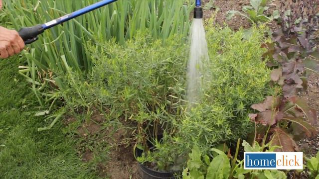 Bring Your Herb Garden Back to Life смотреть онлайн
