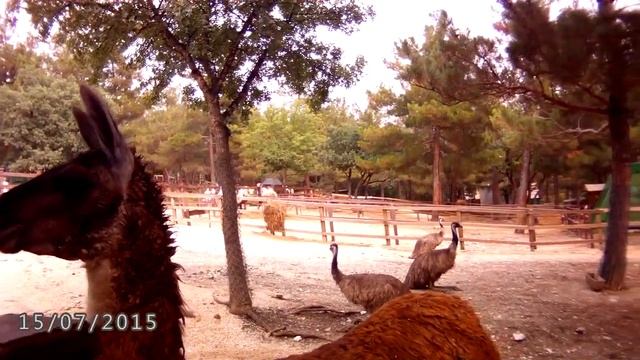 ОЧЕНЬ ЛАСКОВАЯ ЛАМА В САФАРИ - ПАРКЕ. смотреть онлайн