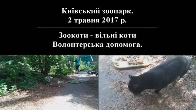 Зоокоты в Киевском зоопарке. Субботник 2.05.2017 смотреть онлайн