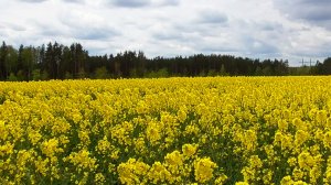 Звуки живой природы: пение жаворонков в поле. Видео для отдыха.
