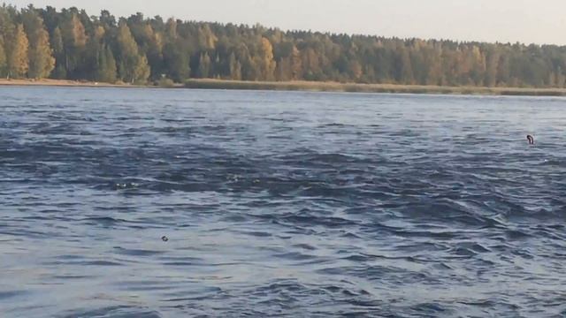 Грибной тур - экскурсия в Лосево, Ленинградская область. смотреть онлайн