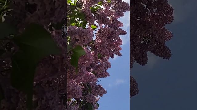 Май...в деревне цветет сирень... смотреть онлайн